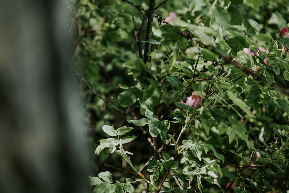 red flower with green leaves