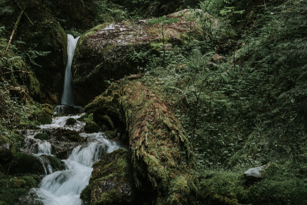 Grünes Moos auf braunem Felsen in der Nähe von Wasserfällen