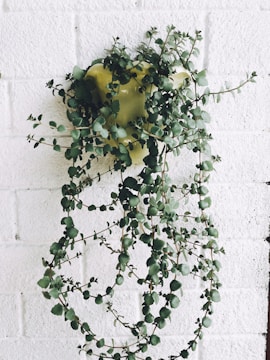 A lush green plant with small round leaves cascades down from a wall-mounted pot. The wall is made of white brick, providing a stark contrast to the vibrant greenery. The plant appears healthy and well-maintained, creating a natural and serene visual display.
