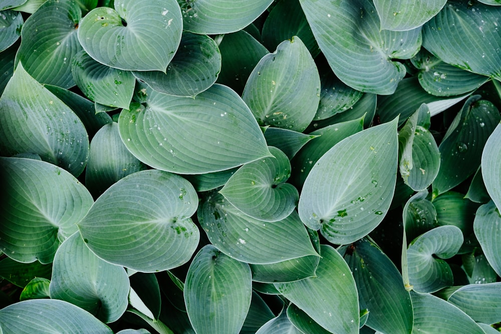 green and white leaves plant