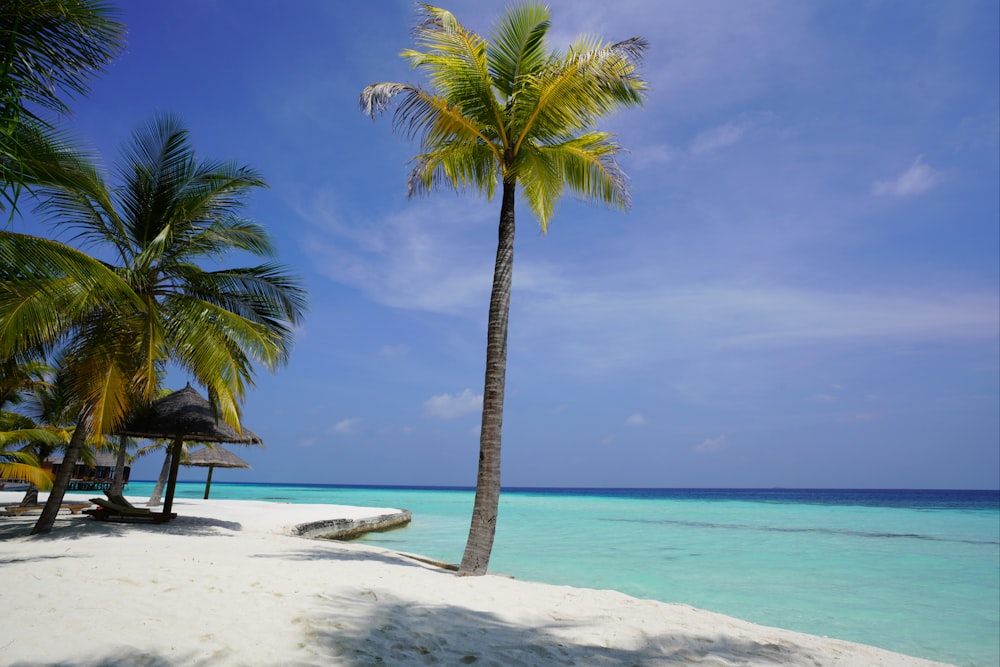 Palmera en la orilla de la playa durante el día