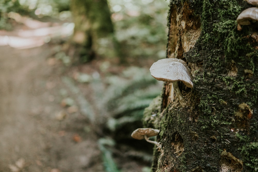 white mushroom on brown tree trunk