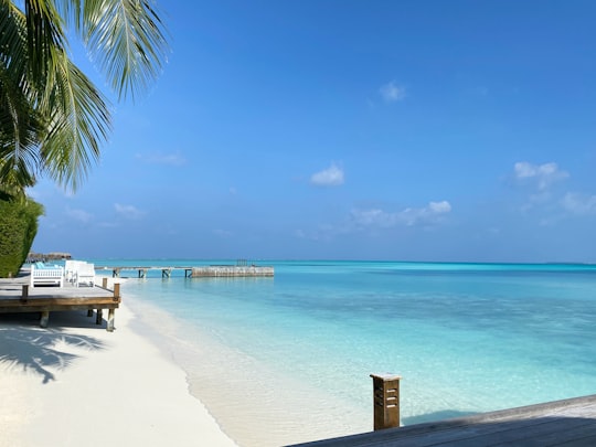 palm tree on beach shore during daytime in Alif Alif Atoll Maldives