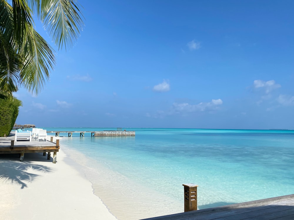 palmier sur le rivage de la plage pendant la journée