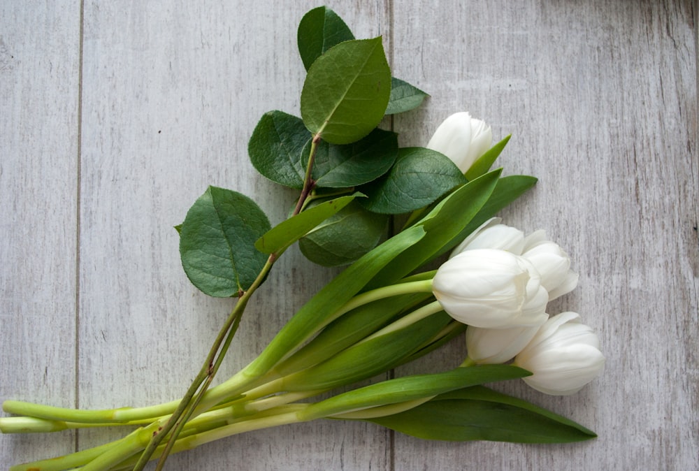 white flowers with green leaves