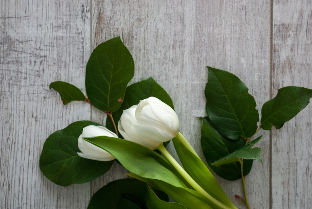 white flower with green leaves