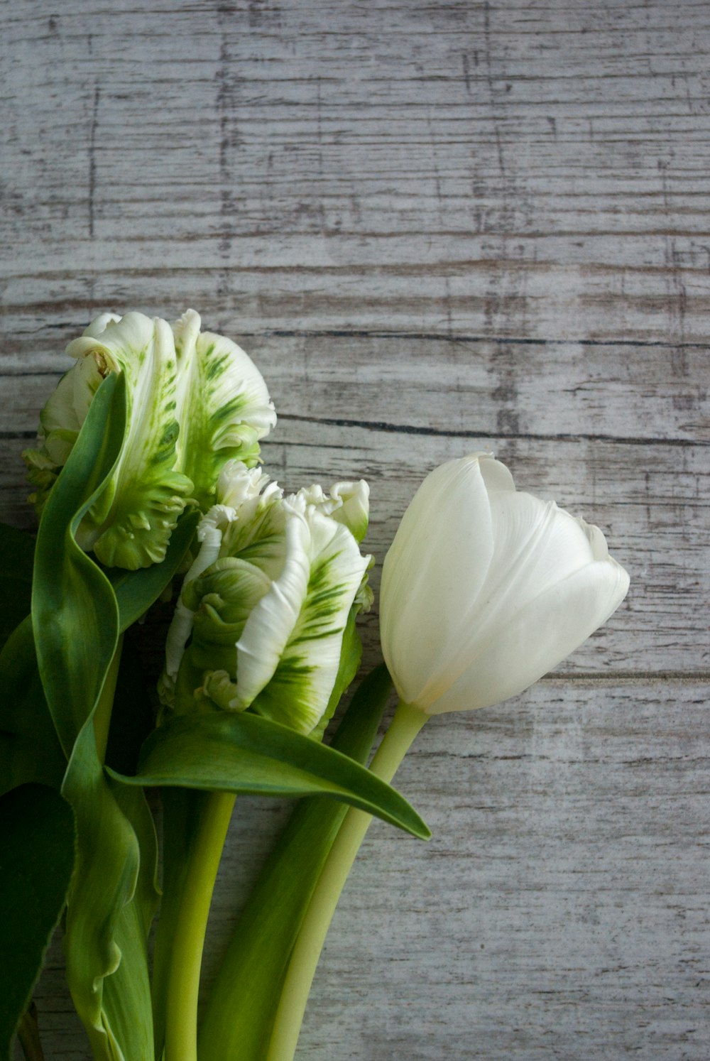 white tulips on gray wooden surface
