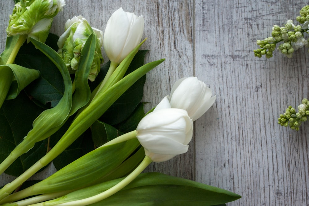 white tulips on gray wooden plank