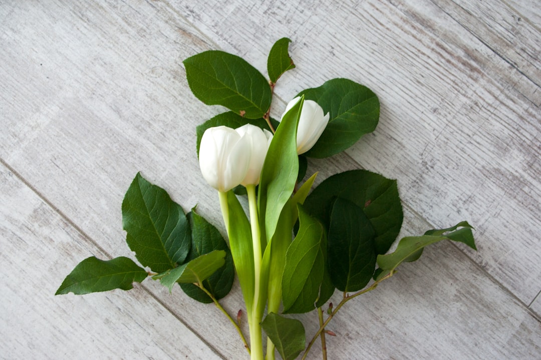 white tulips on white wooden surface