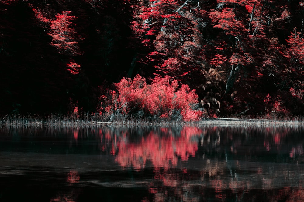 árvores vermelhas e verdes ao lado do corpo de água durante o dia