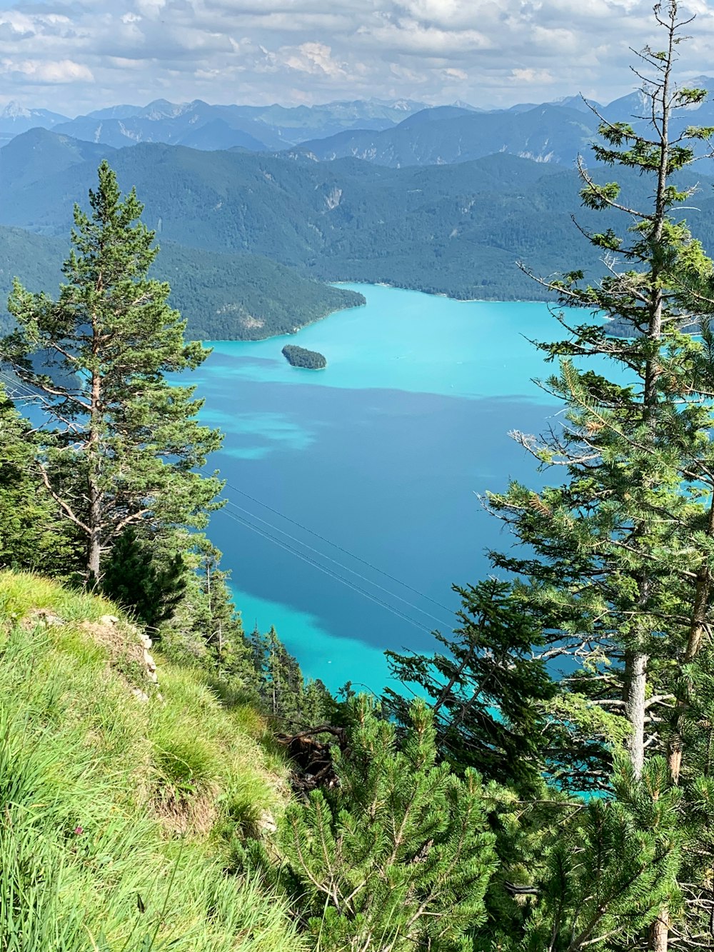 pinos verdes cerca del lago durante el día