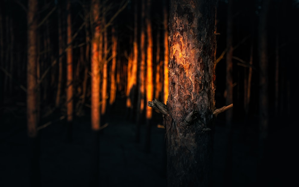 夜間の茶色い木の幹