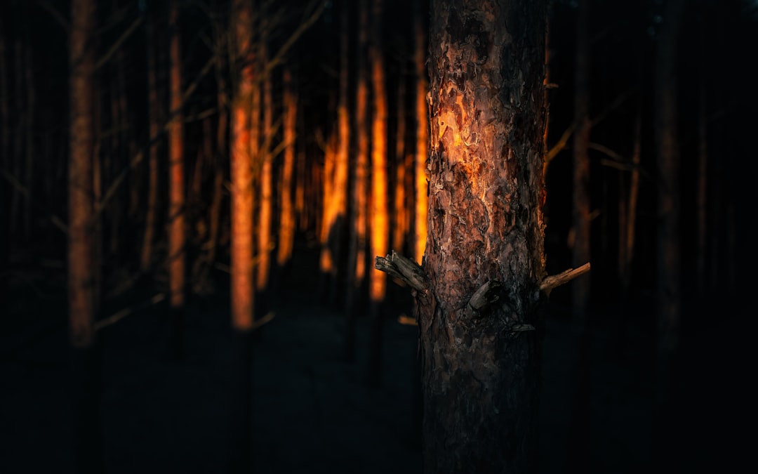 brown tree trunk during night time