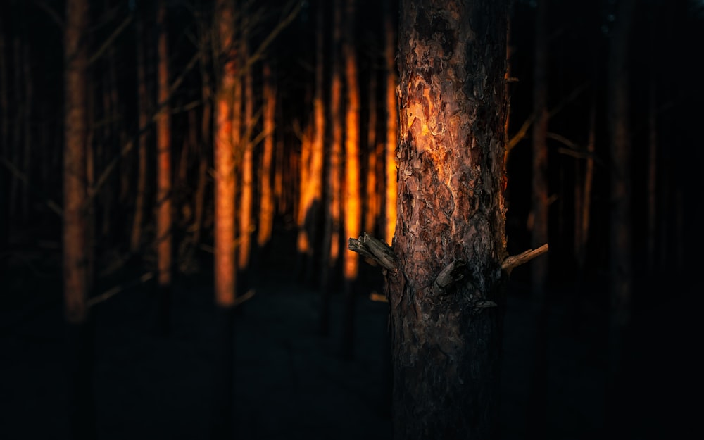 Tronco de árbol marrón durante la noche