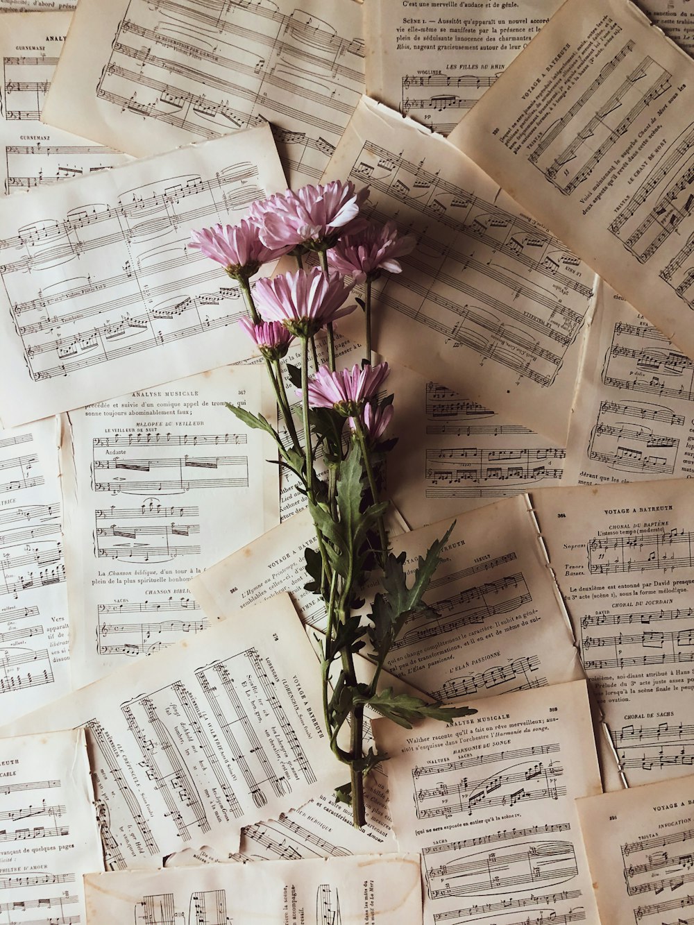 lila Blume auf weißem Druckerpapier