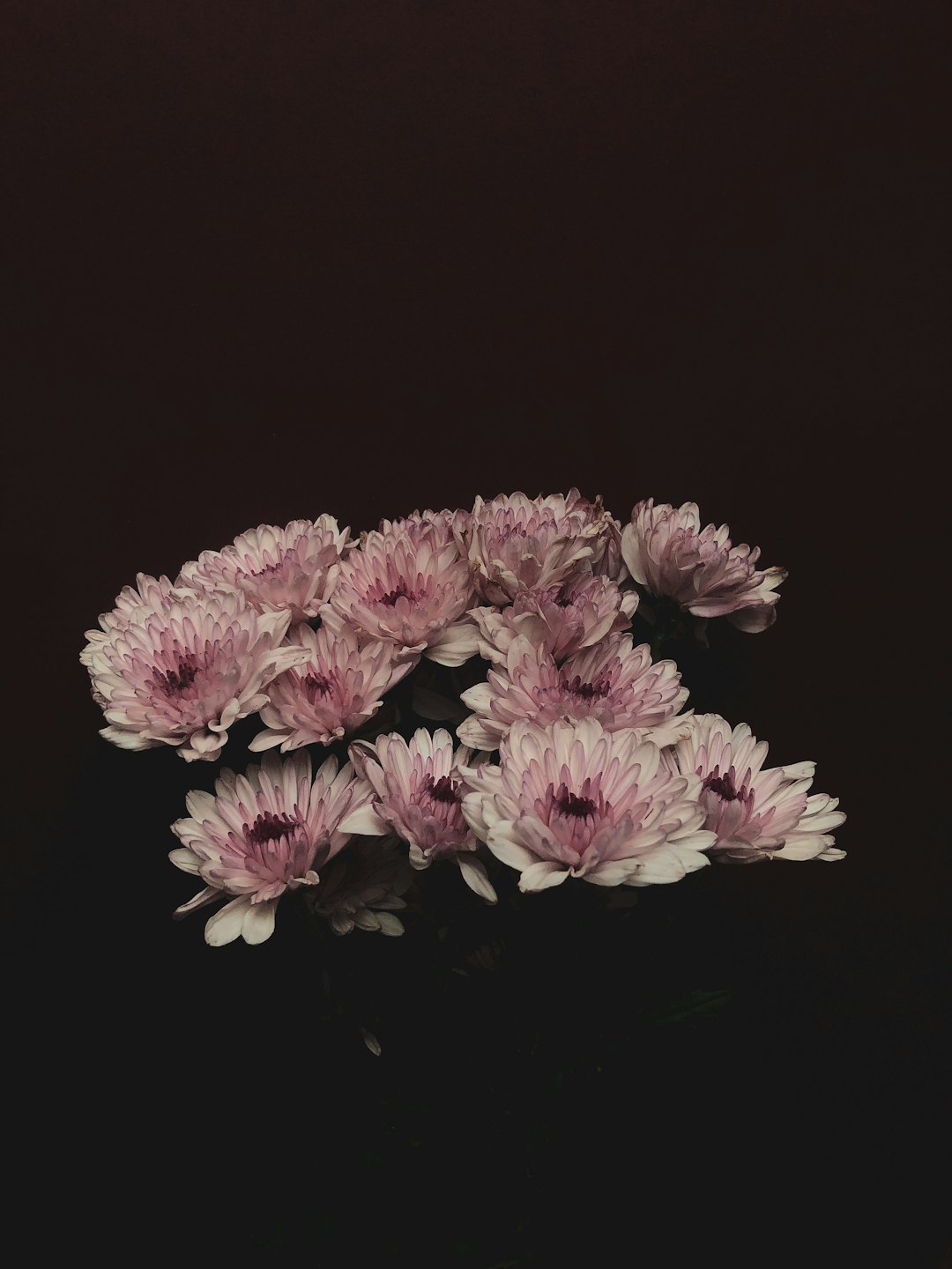 pink and white flowers on black background