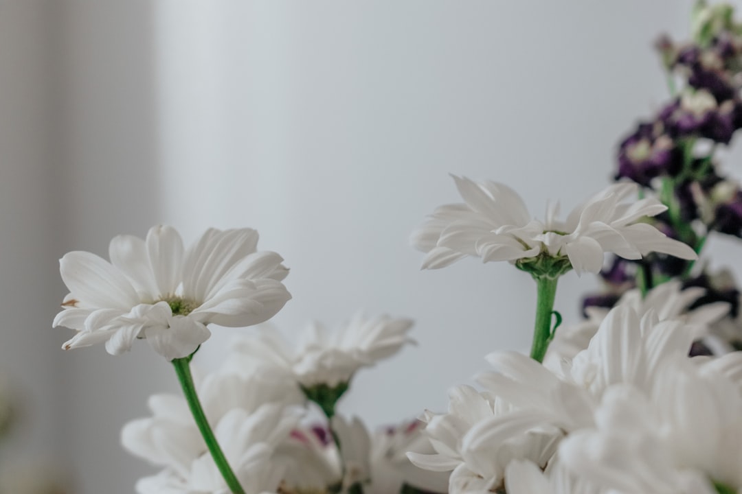 white flowers with green leaves