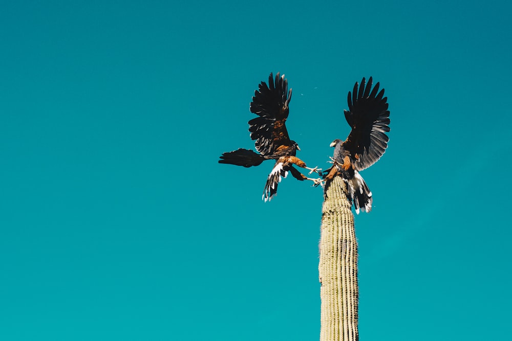 black and white bird flying under blue sky during daytime