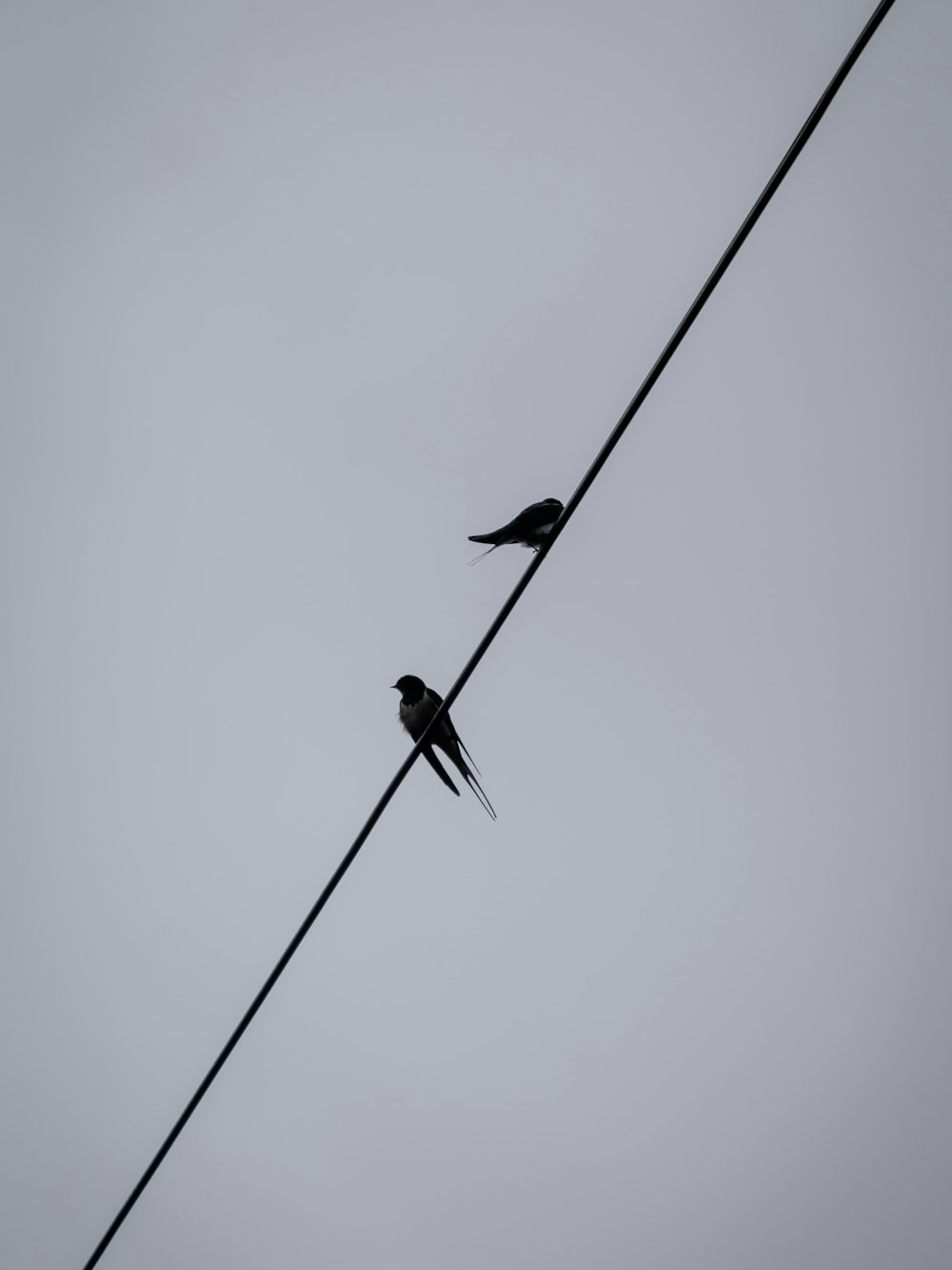 black bird on black wire