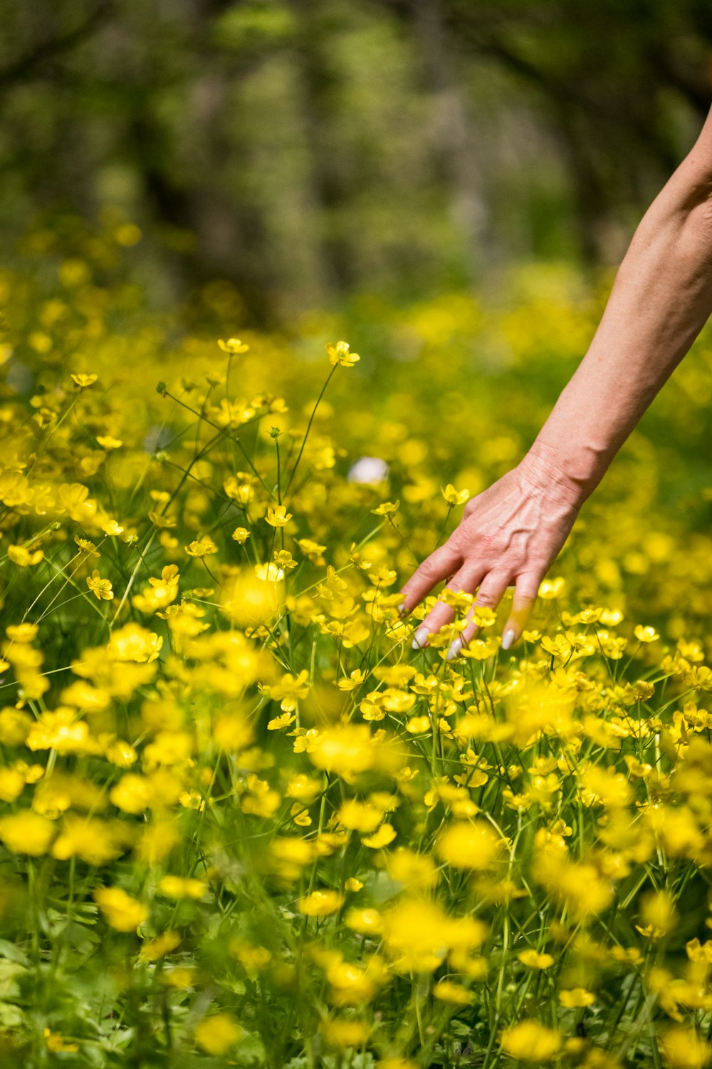 persons hand on yellow flower field