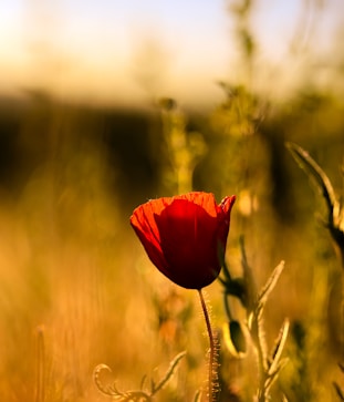 red flower in tilt shift lens