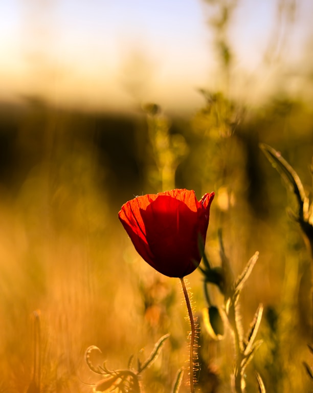 red flower in tilt shift lens