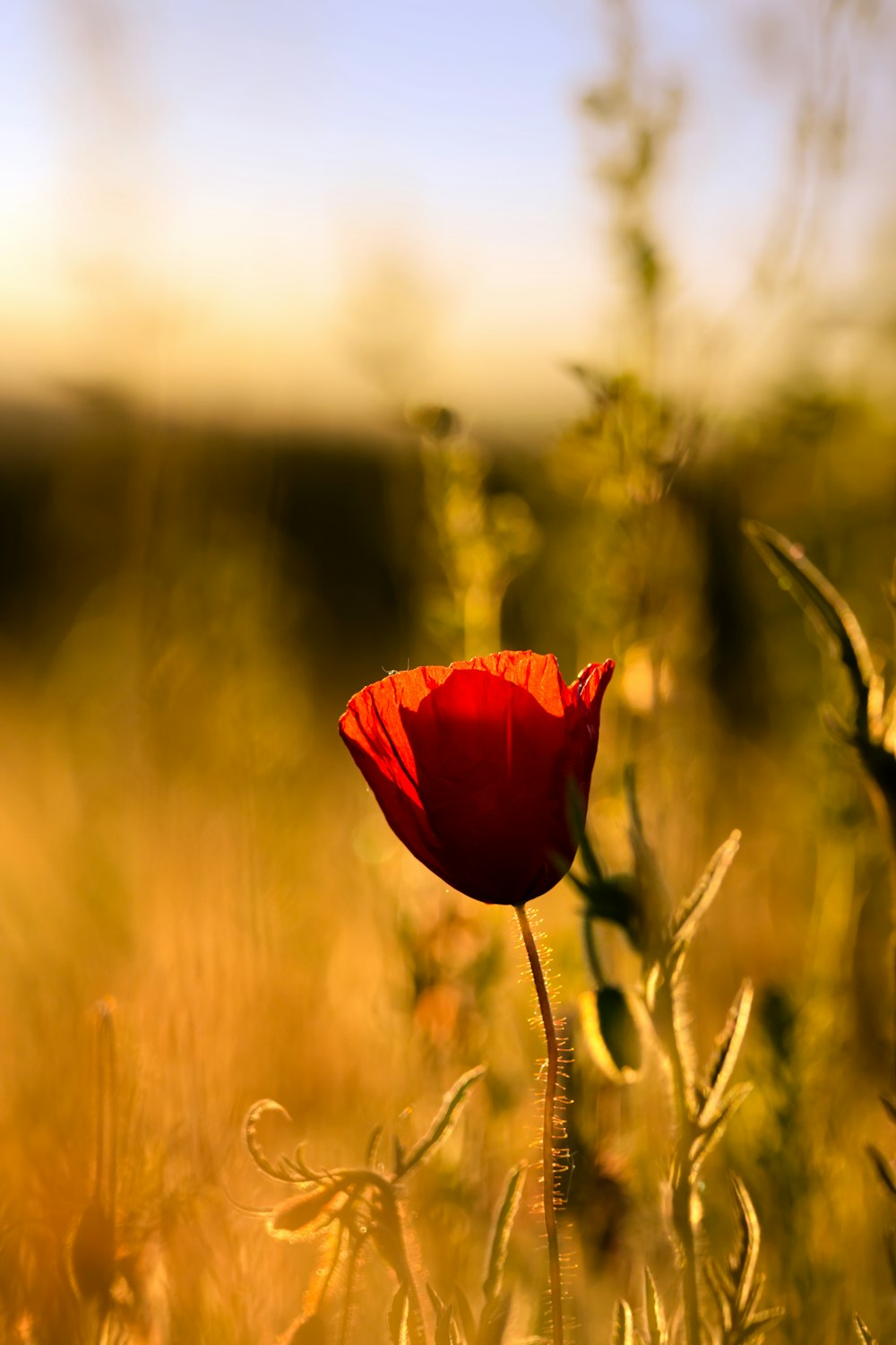 red flower in tilt shift lens