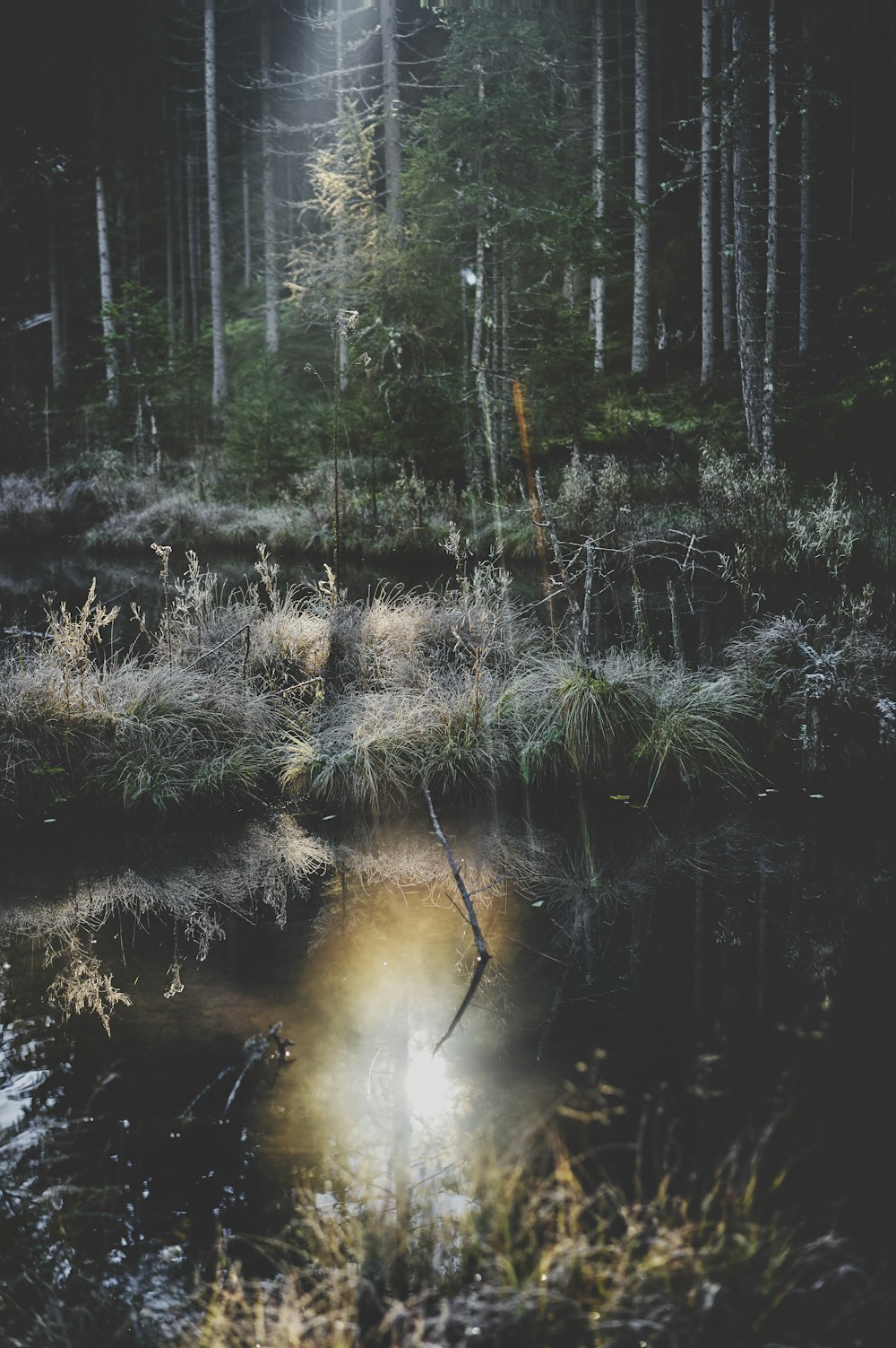 green grass on body of water during daytime