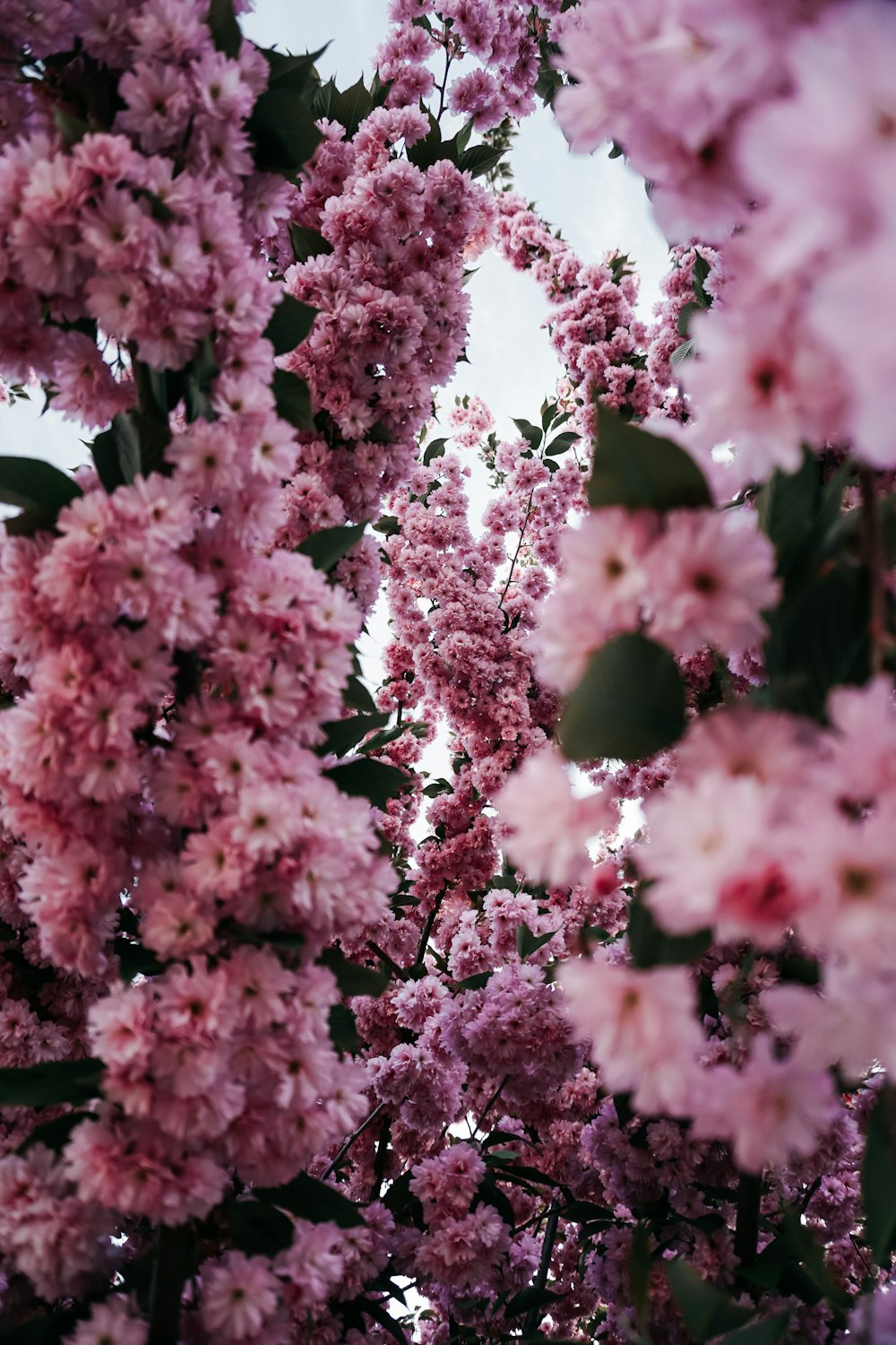 pink cherry blossom in close up photography