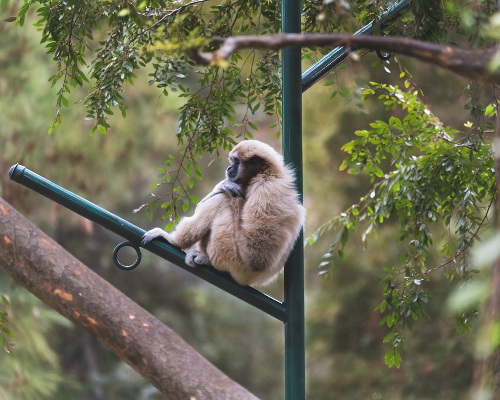 macaco marrom na barra de metal cinzenta durante o dia