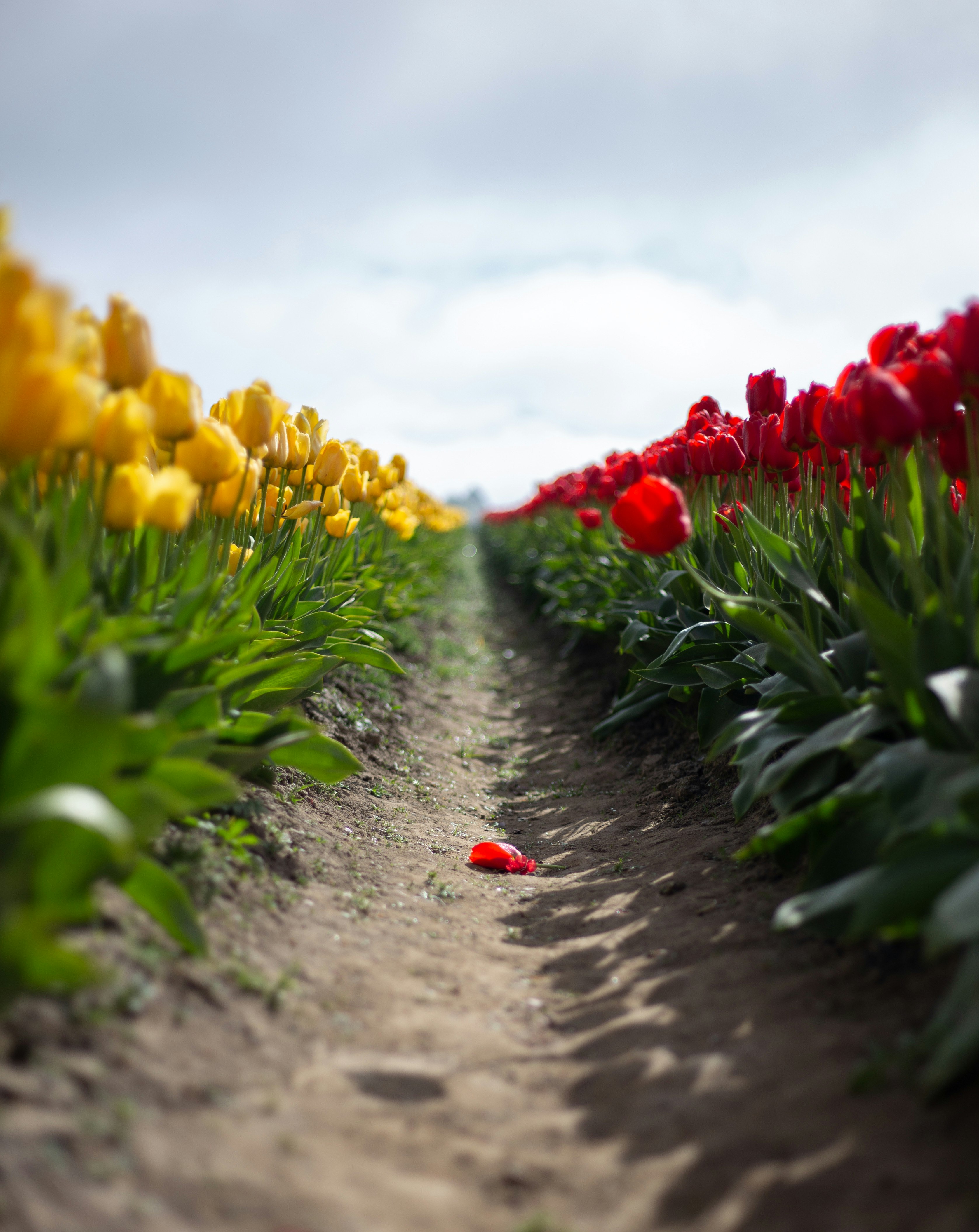 Tulips Washington state