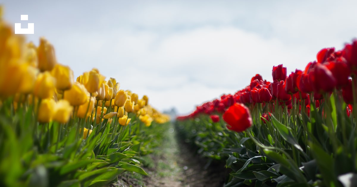 Champ de tulipes rouges et jaunes photo – Image gratuite de Skagit sur ...