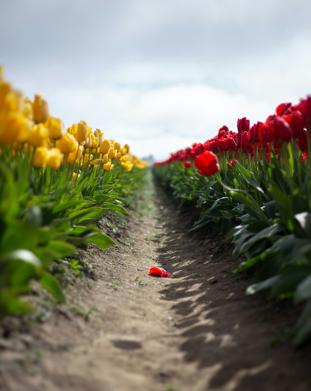 red and yellow tulips field