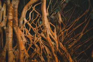 A symbolic image of intertwined tree roots representing deep family connections.
