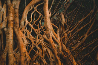 A minimalistic illustration of interconnected roots beneath the earth, representing hidden ecosystems.