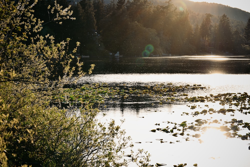 green trees beside river during daytime