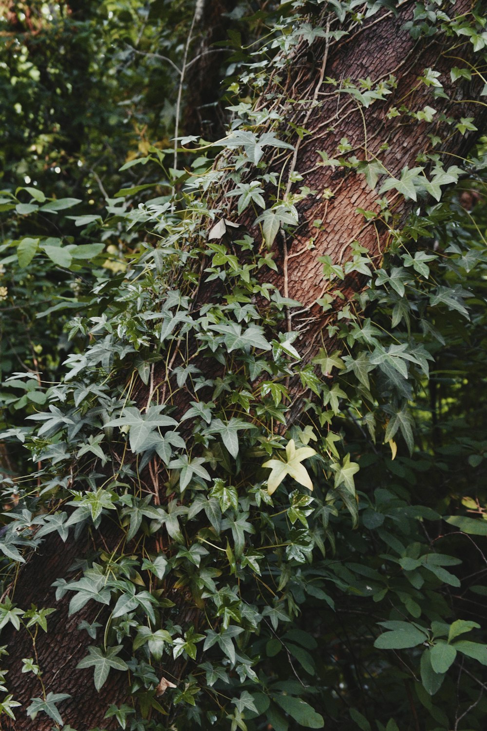 green leaves plant during daytime