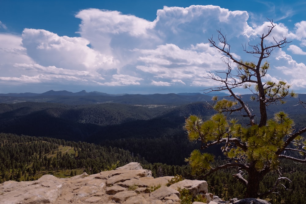 bare tree on mountain under blue sky during daytime