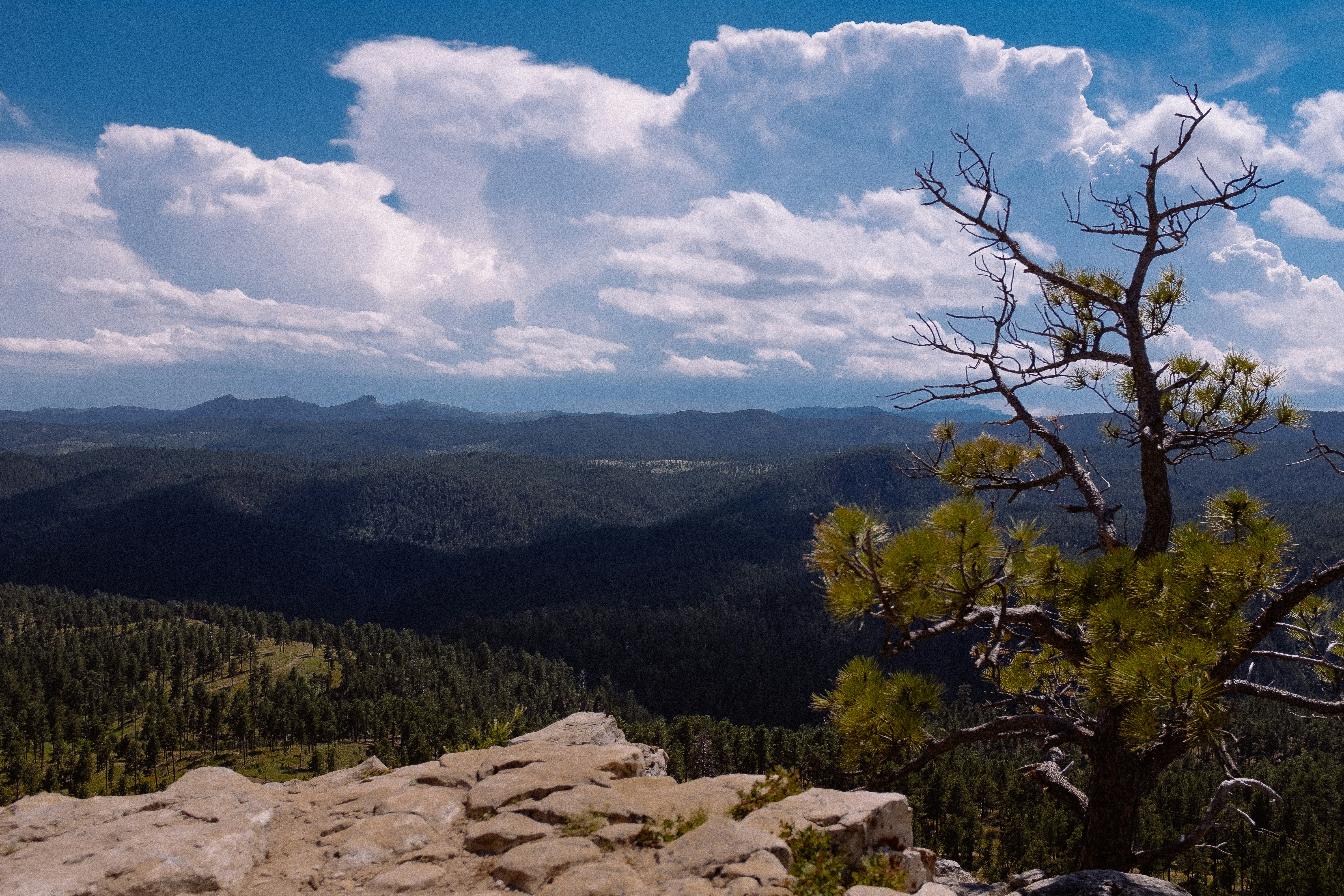 bare tree on mountain under blue sky during daytime