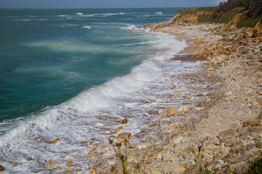 brown and green grass on seashore during daytime