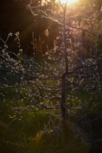 Hands planting a young tree symbolizing growth and hope in a sunlit field.