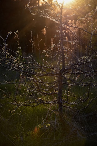 Hands planting a young tree symbolizing growth and hope in a sunlit field.