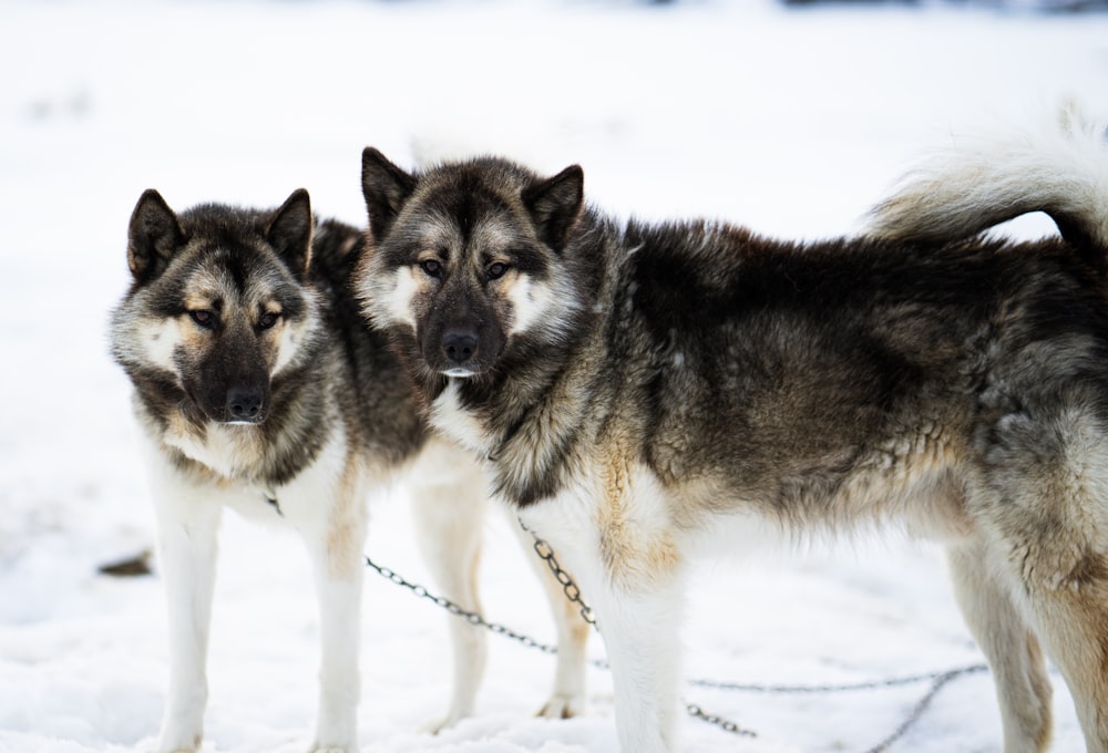 black and white siberian husky on snow covered ground during daytime