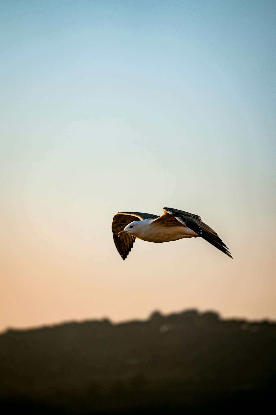 white and black bird flying during daytime