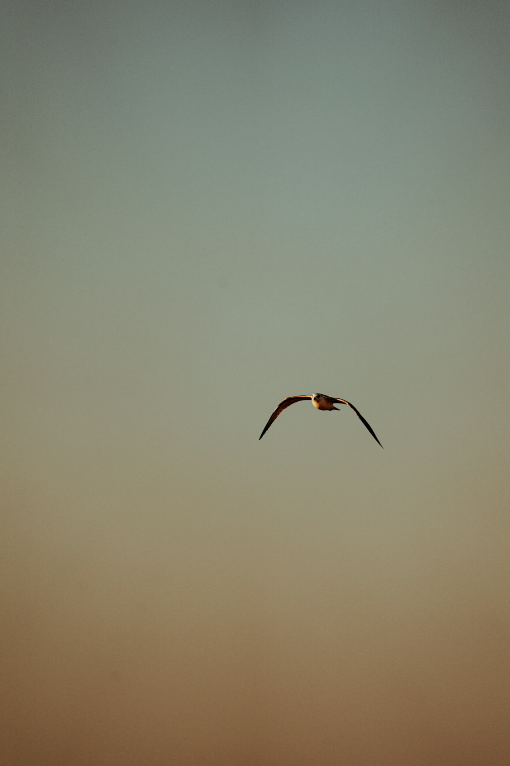 brown bird flying in mid air
