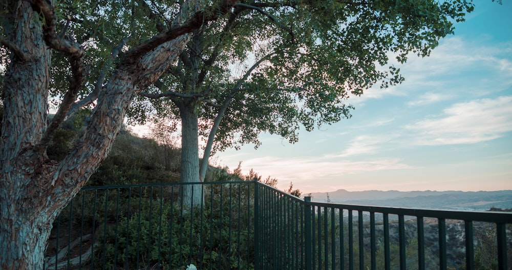 green tree near black metal fence during daytime