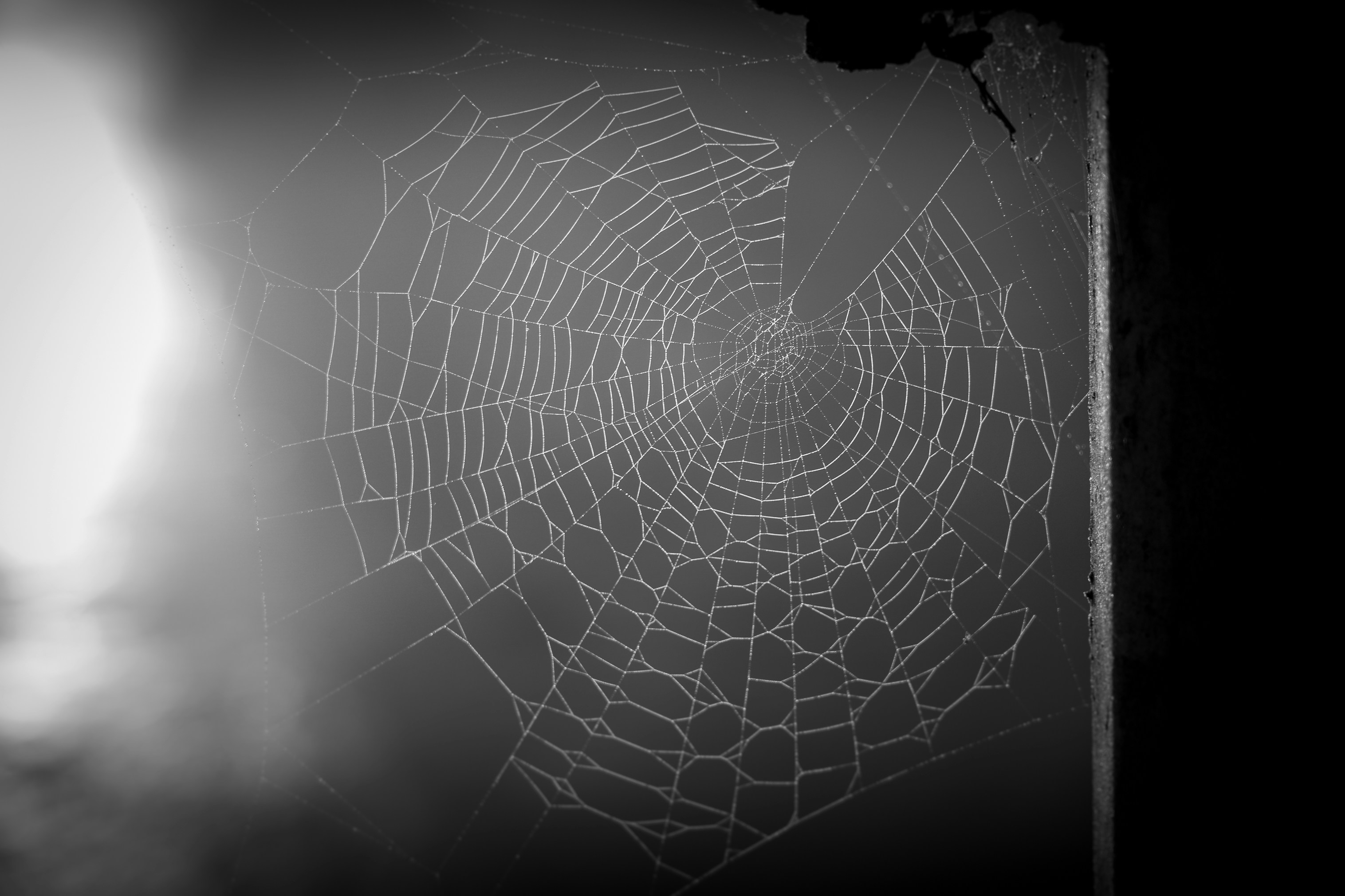 A damaged spider’s web in the morning gloom.