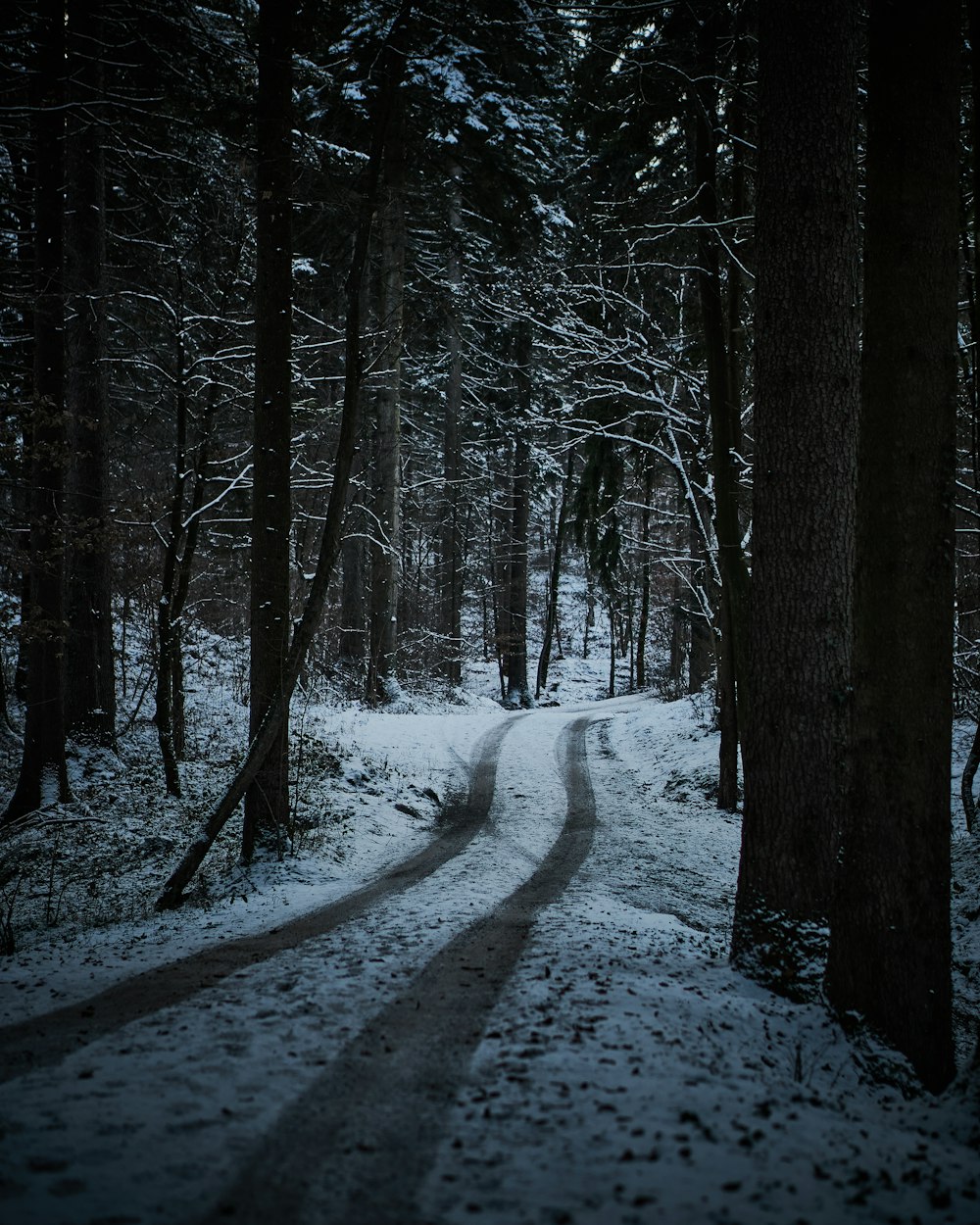 snow covered road between trees during daytime