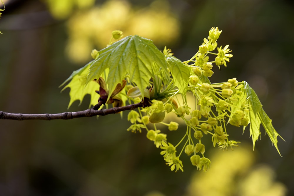 pianta a foglia verde in fotografia ravvicinata