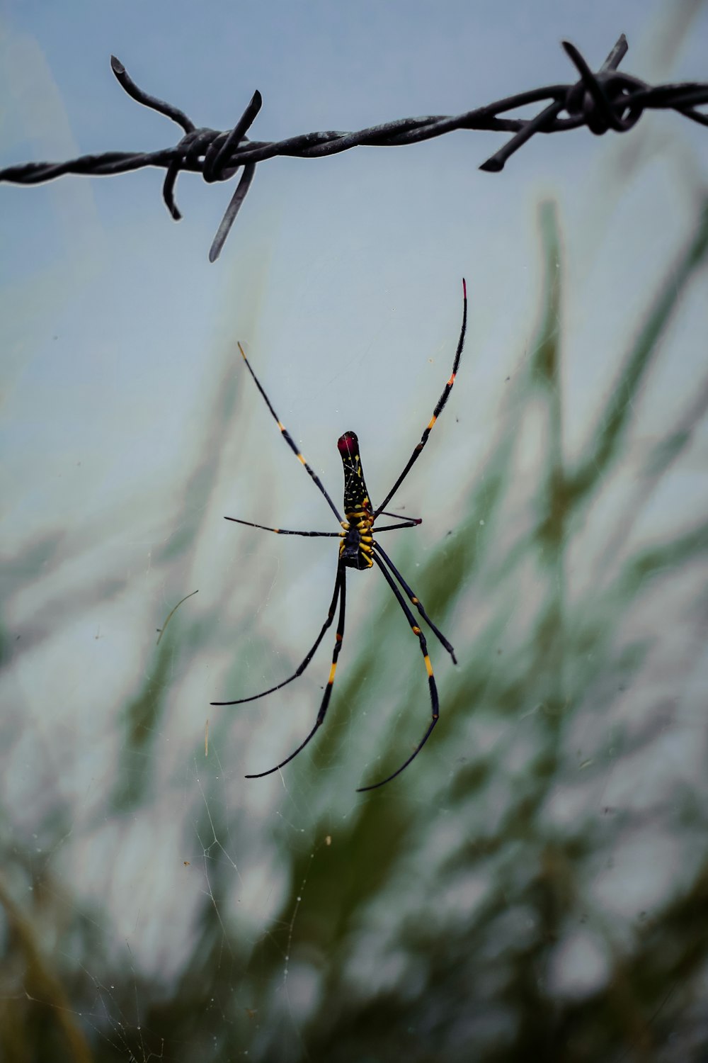 brown and black spider on white surface